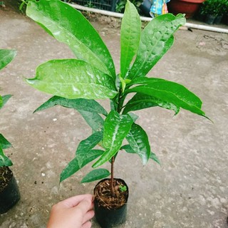 Cây Ô Mai (Trứng Gà)