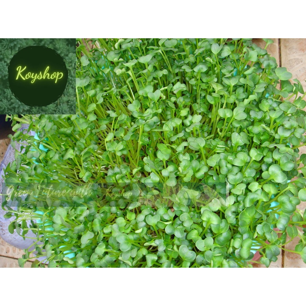 Hạt Giống Rau Mầm Củ Cải Trắng Rado 01 50 Gam Rado Seeds. - Giá sỉ tốt hơn !