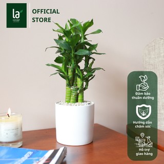 Trúc lộc phát tài