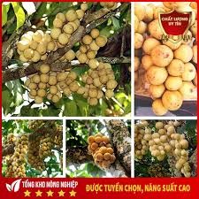 Cây giống bòn bon