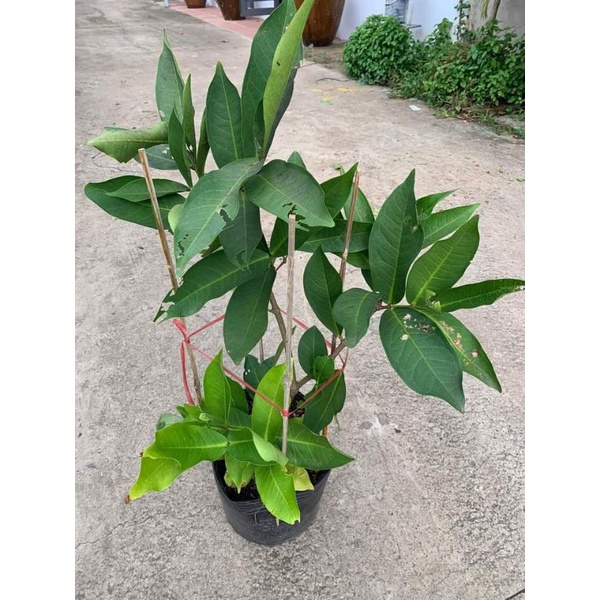 Roi Đỏ (Mận an phước)