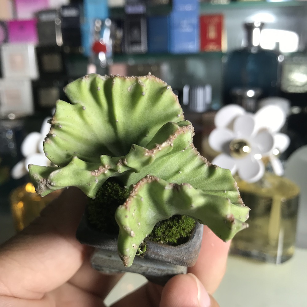 Cây xương rồng mini siêu dễ thương, cây thật!