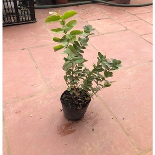 Cây siro cao 30cm (ảnh thật số 2)