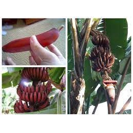 Cây giống Chuối Đỏ Dacca