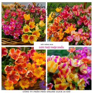 1 ký cành giống hoa sam chuẩn sam thái nhập khẩu hoa to nhiều màu🍒