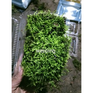 Rêu weeping Việt set hồ thủy sinh, set hồ bán cạn, terrarium