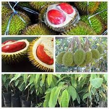 Cây Giống Sầu Riêng Ruột Đỏ ( cây siêu sớm có bảo hành)