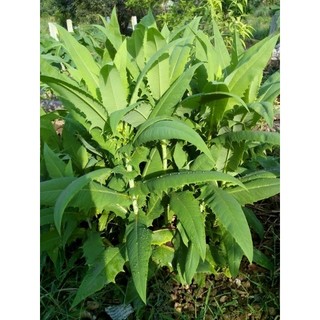 [Nhu_Mai_Garden]cây giống bồ công anh