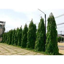 cây giống Hoàng Nam (liễu Ấn Độ) (chuẩn giống)