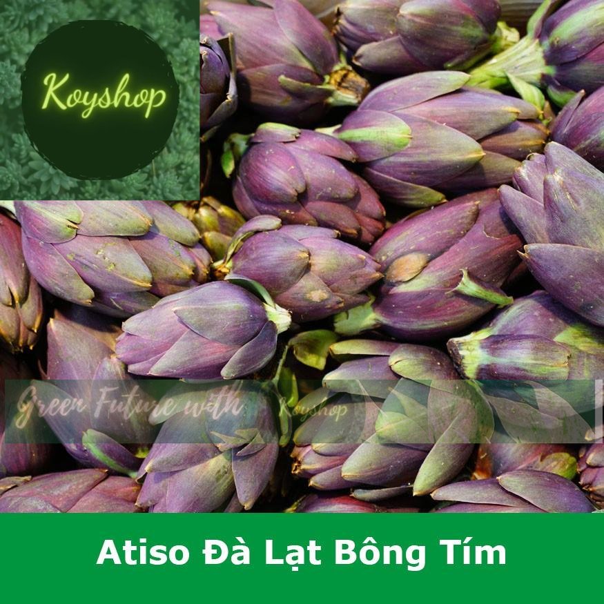 Hạt Giống Atiso Đà Lạt Bông Tím Chất Lượng - Rado Seeds - Giá sỉ tốt hơn!