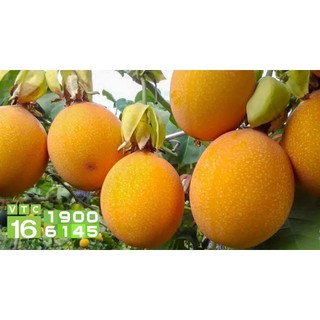 Combo 5kg sâm ăn & 1 kg sâm giống & 1 cây chanh leo vàng ngọt colombia