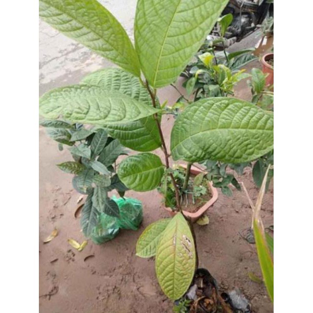 CÂY GIỐNG TRÀ HOA VÀNG, CÂY LỚN, CAO 1,2M ƯƠN HẠT KHÔNG PHẢI CÂY DÂM CÀNH , CÂY CỰC ĐẸP, GIÁ RẺ, SIÊU KHUYẾN MÃI