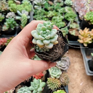 Sen đá sỏi thiên thanh size bầu 3-5cm xuất vườn đà Lạt