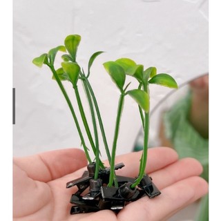 Kẹp tóc mầm cây dễ thươngg