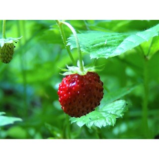 20h hạt giống dâu tây rừng wild mini