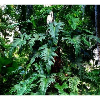 Chậu cây trầu bà Rồng Xanh Philodendron Dragon Green