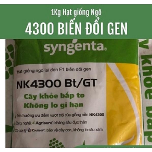 HẠT GIỐNG NGÔ BIẾN ĐỔI GEN NK4300 BT/GT GÓI 200G (TÚI ZIP) - DỄ TRỒNG DỄ CHĂM SÓC