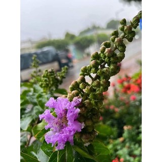 Cây 🌲 Bằng lăng Thái (siêu hoa)