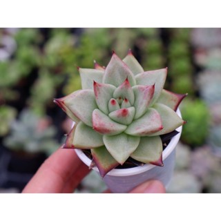 Sen đá Đế Vương Viền Đen size 3-4cm Hư 1 Đổi 1