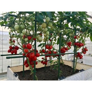 Cây giống cà chua trứng Savior hàng ươm vỉ
