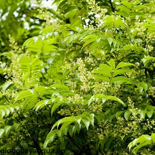 Giống cây sấu ăn quả (CÂY KHỎE NHANH TRÁI)