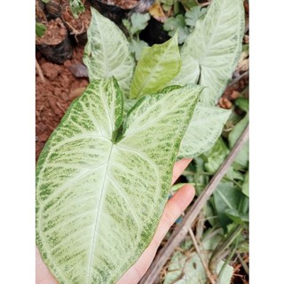 Cây trầu bà trắng (cây phong thủy để bàn)