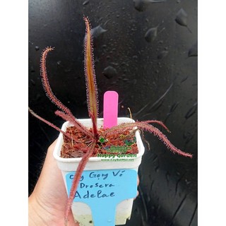 Gọng Vó Drosera Adelae bắt côn trùng