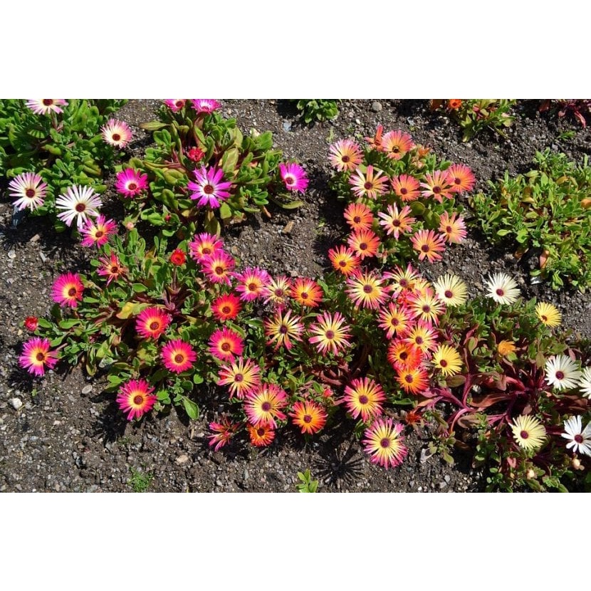 200h Hạt Giống Hoa Mười Giờ Châu Phi Mix Màu