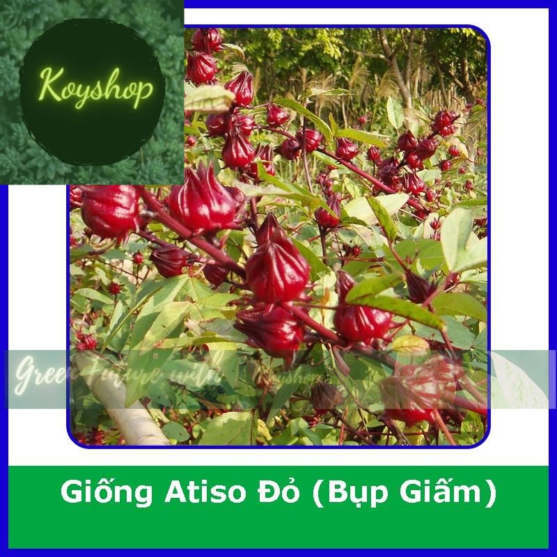 Hạt Giống Bụp Giấm Atiso Đỏ Rado Seeds. X 2 gói - Giá sỉ tốt hơn!