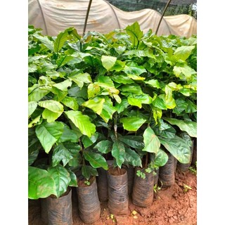 CÂY CÀ PHÊ GHÉP ( GIỐNG GHÉP SIÊU TRÁI SIÊU SỚM)