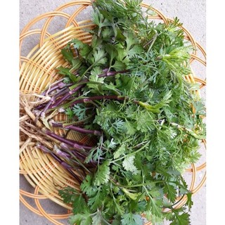 Hạt giống rau mùi tía chịu nhiệt 15 gram