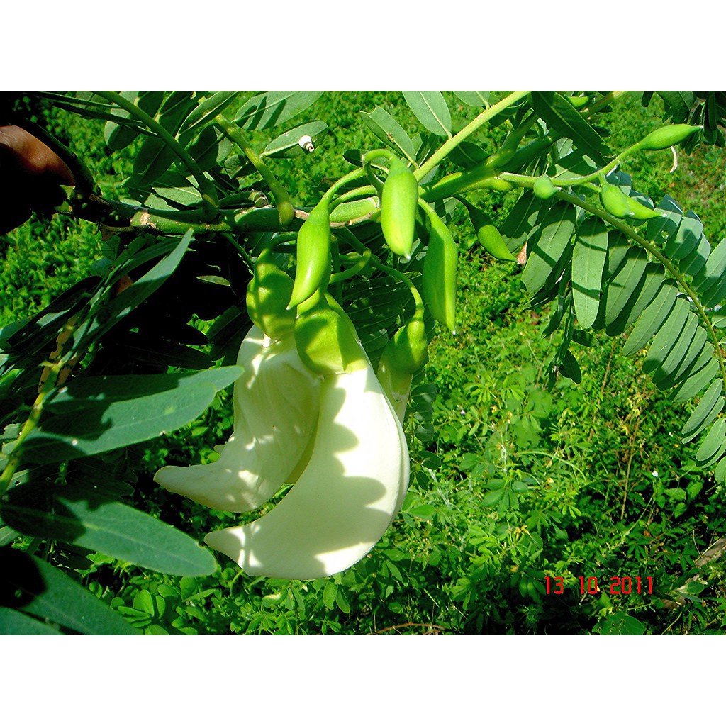 2Gr Hạt Giống Cây Bông So Đũa
