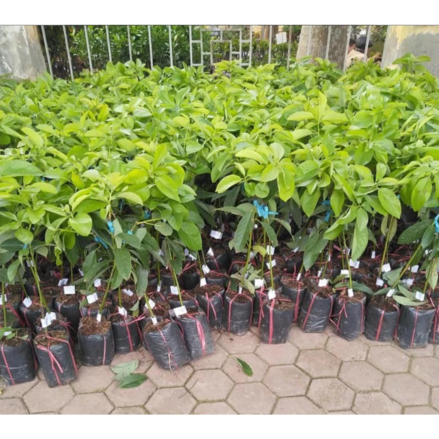 CÂY HỒNG GIÒN ĐÀ LẠT (ĐƯỢC KIỂM HÀNG)