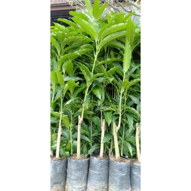 Cây giống Xoài tượng...trái 1kg hơn