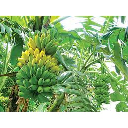 Cây giống Chuối Tây Lùn ,Chuối Già Lùn