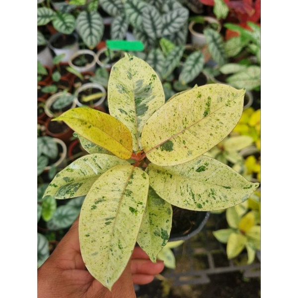 ficus elastica shivereana - Đa shivereana