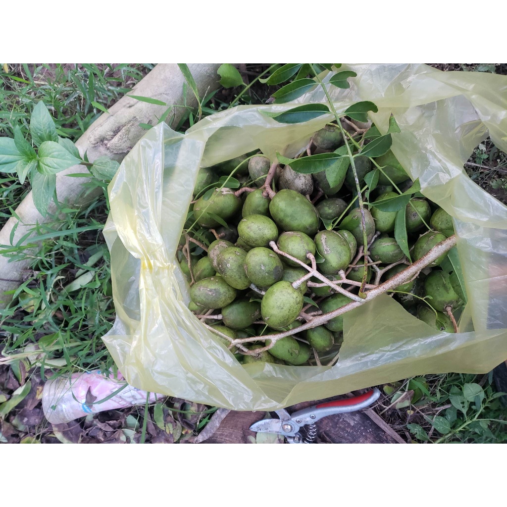 500g Cóc bao tử - cóc thái Hà Nội