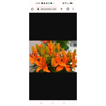 combo 30 củ ly lùn màu cam sale