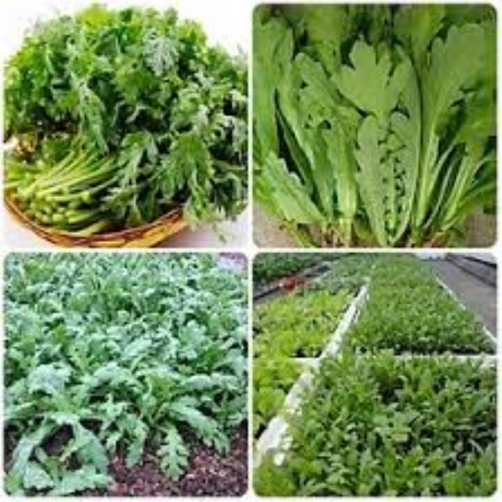 Hạt giống cải cúc nếp gói  15gr