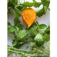 1gr hạt giống mướp đắng/ khổ qua rừng