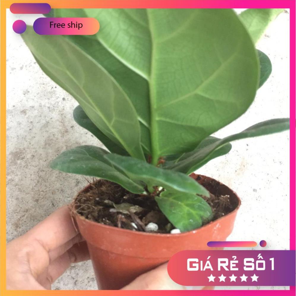 Cây bàng singapore mini để bàn, Cao 15cm lá to khỏe