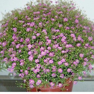 100h hạt giống hoa lưu ly forget me not hồng