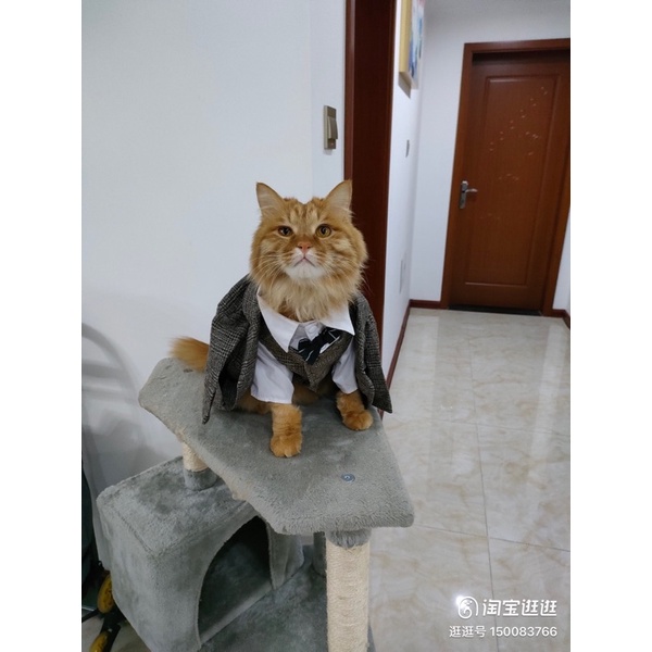 VEST dành cho thú cưng