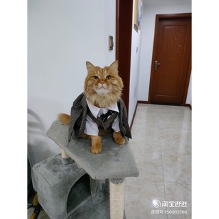 VEST dành cho thú cưng (vest, gile dành cho chó mèo)