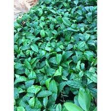 Giống Cây Cà Phê CuLi Siêu Trái ( siêu sớm có bảo hành)