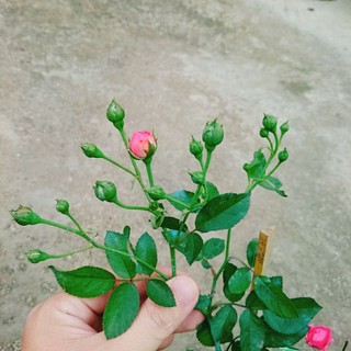 Cây Hoa Hồng Chùm Son