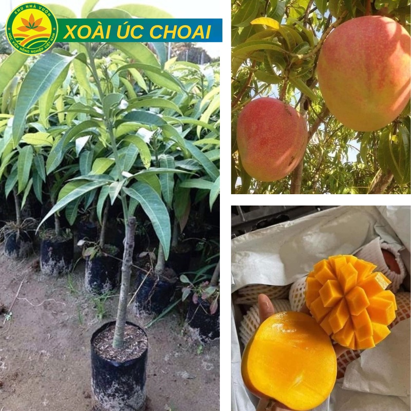 Cây Xoài Úc choai cao 1m -1,2m cho quả ngay khi vào vụ, năng suất cao