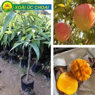 Cây giống Xoài Úc choai cao 1m -1,2m cho quả ngay khi vào vụ, năng suất cao