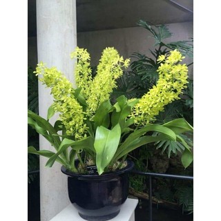 Lan hoàng hậu xanh