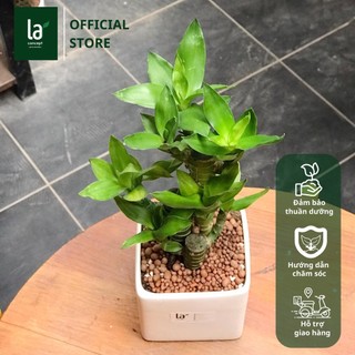 Trúc Lộc Phát Tài